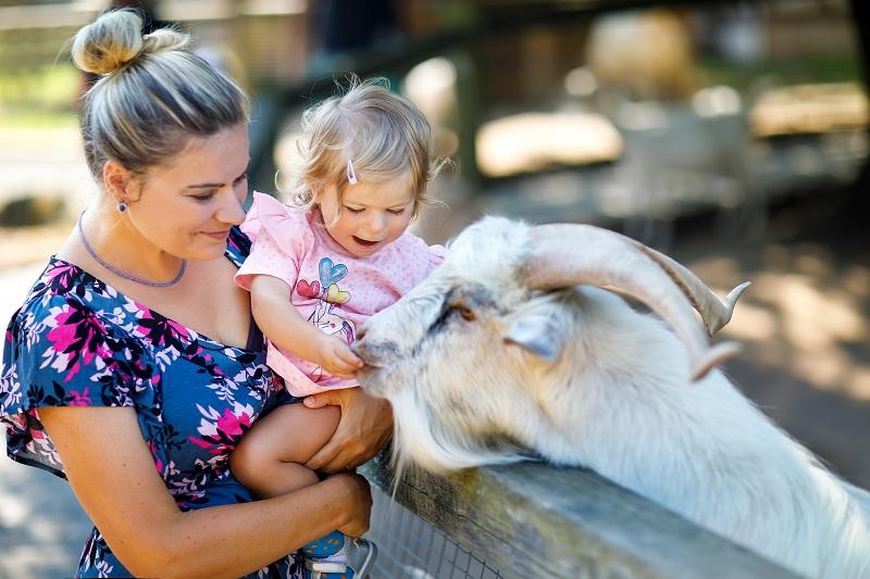 Mama z małą dziewczynką karmi kozę - Agroturystyka U Sylwii 